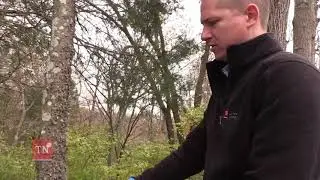 Invasive Plant Removal Guide: Hack and Squirt