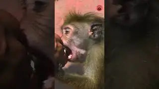 Adorable Baby Monkey Being Playful 🐒💛