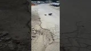 Dog chasing car