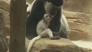 Baby colobus monkey born at St. Louis Zoo