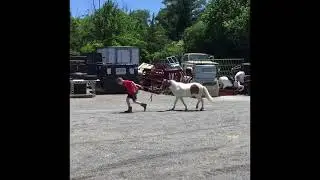 SNICKERS MINI PAINT PONY GELDING