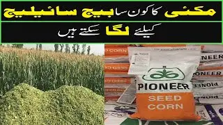 Which Maize seed cultivate for silage | maize seed for silage | corn seed type | Modern Crop Farming