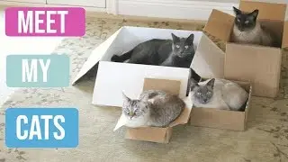 Meet my Cats