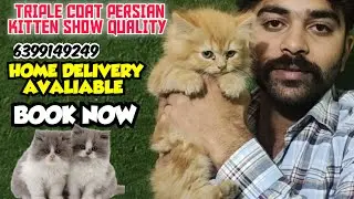 😍TRIPLE COAT PERSIAN CAT SHOW QUALITY&bull; import line baby &bull; cute kittens &bull; cat video #cat 