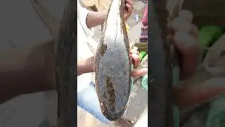 #shorts#fishing #fishmarketingandfishcuttingshow #livefishcutting #fishpreparation #fishlatestvideo