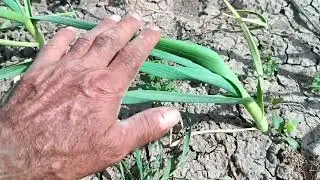 Doğal Antibiyotik Sarmısak Üretimi Nasıl Olmalı