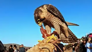 مهرجان الساف بالهوارية 🦅 مسابقة البيزة لطائر البرني و الساف