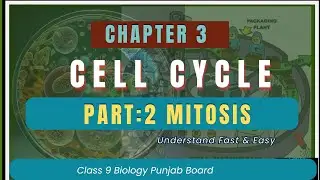 Class 9 Biology Chapter 4 Mitosis Explained In Urdu | Stages Of Mitosis With Diagram