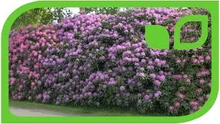 Impressionen Rhodobl&uuml;te bei Lubera in Bad Zwischenahn
