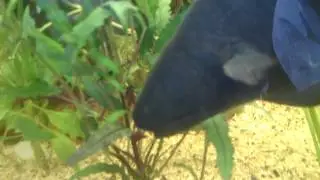 Giant black ghostknife fish!