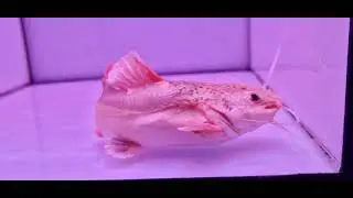Shortbody  red  tail  catfish
