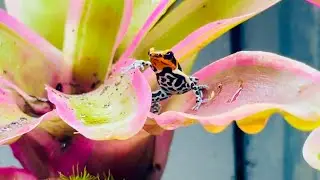 【森の宝石】ヤドクガエルのお家が可愛すぎる件~ファンタスティカヤドクガエル~Poison dart frog's residence
