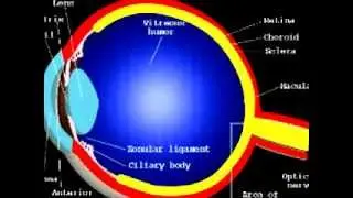 What is an ERG (electroretinogram)?