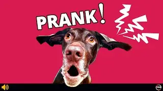 10 Sounds To PRANK Your Dog 🐶