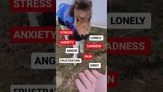 POV: CLIENT: So how does Pet Therapy work exactly? THERAPIST: Like this.....