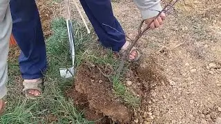 manzano un año de engorde en suelo