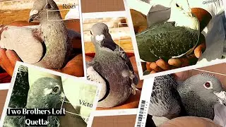 Some Of Top Class Breeders Of Two Brothers Loft Quetta | Pigeons Racing | Racer Kabutar