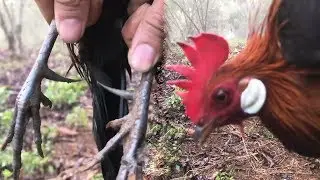 WOOWW !! Kaget Berhasil Pikat Ayam Hutan Merah Punya Taji Yang Sangat Panjang