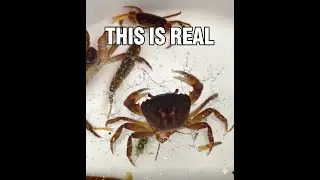 P8: One day, while catching crabs and fish in the village stream, what happened next?