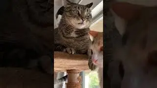 Chonky Chan Vs Annoying Mochi