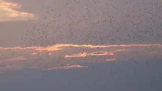 20080422黑腹春過境北門
