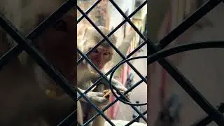 Monkey eating potato