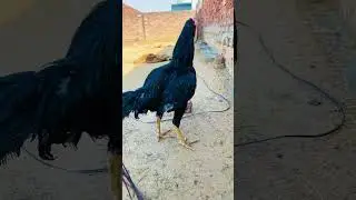 Bird lovers # aseel murg mushka patha