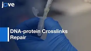DNA-protein Crosslinks Repair Measurements on Transfected Plasmids | Protocol Preview