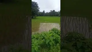 Dogs are playing on the rice field #dogs #doglover #shorts  #youtubeshorts #ytshorts