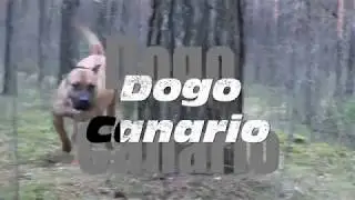 Dogo Canario