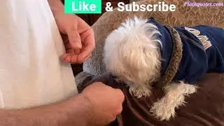 giving my dog GNC Multivitamin Support for SENIOR dogs