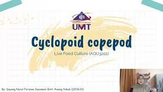Cyclopoid copepod