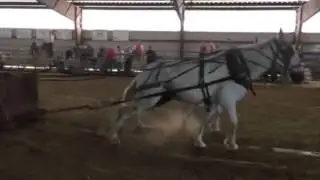 Whitley County Fair Mule Pull