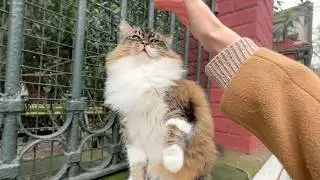 too cute to be this aggressive