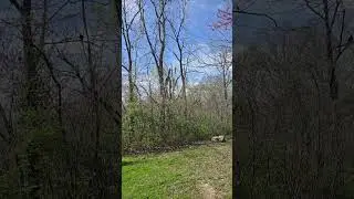 Boo...buzzards perching everywhere #buzzards #nature #spooky #forest #horror