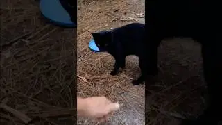 Feed Me! 😤 Cute Black Cat Hissing #shorts