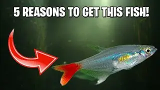Glass Tetra (Prionobrama filigera): A Diamond with a Drop of Ruby in Your Aquarium