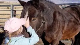 Horse Tales: Gentling