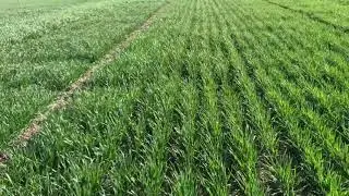 Winter Wheat Varieties at Walla Walla, WA
