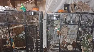 bird environment tour! parrot cage tour! 3 parrots! budgie/parakeet! cockateil!