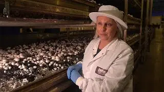 Scientists say mushrooms are the superfood of the future
