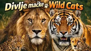 Divlje mačke kompilacija | Wild Cats 🦁🐾 Part 1 #WildCats #BigCats