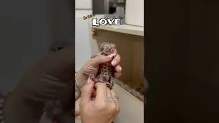 Have you ever seen a bengal cat which was just born few minutes ago? This is love 🤎
