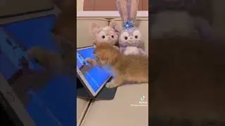 cute kitten 😺☺️🥰❤️😘#shorts #baby #tiktok #toys #short #egypt #india #like #cute