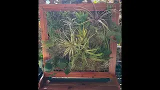 🌿 Stunning Succulent & Tillandsia Wall! Easy Care Tips You Need to Know 💚
