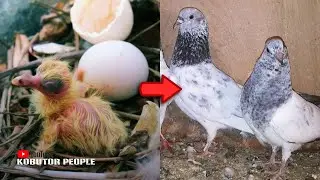 ১ দিন থেকে ৩০ দিন | @IamRajonDas