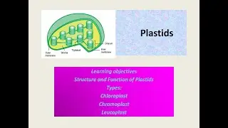 Plastids | Choloroplast, Chromoplast and  Leucoplast | Teaching Biology