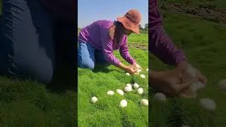 Amazing duck egg harvest in the green field! #followers #farming101 #eggharvesting #WildEggs