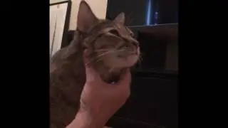 Giving some cat loving from cat daddy