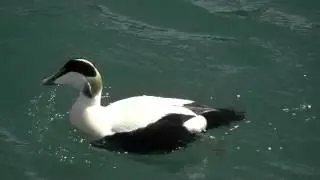 Eider Duck (Somateria mollissima)